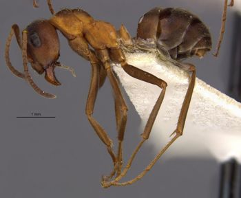 Media type: image;   Entomology 8885 Aspect: hala